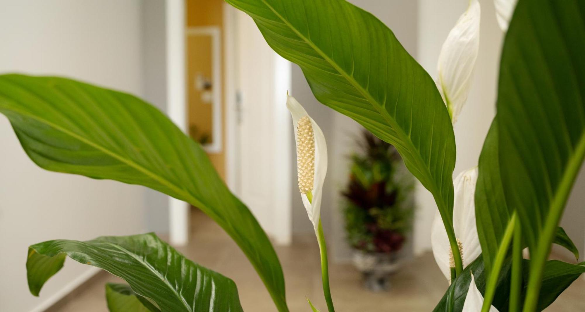 Hotel Luris Golem  Bagian luar foto